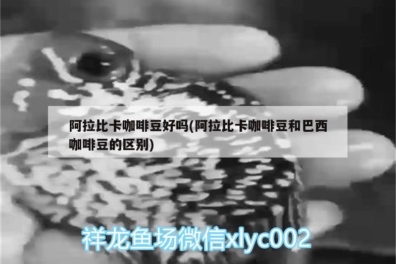 阿拉比卡咖啡豆好嗎(阿拉比卡咖啡豆和巴西咖啡豆的區別)