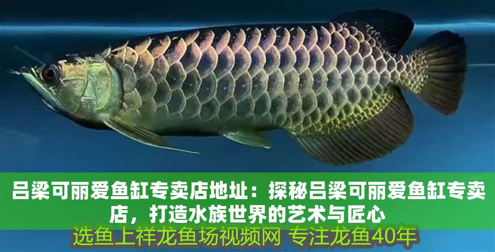 呂梁可麗愛魚缸專賣店地址：探秘呂梁可麗愛魚缸專賣店，打造水族世界的藝術與匠心
