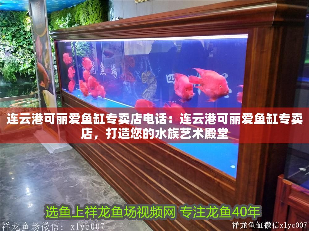 連云港可麗愛魚缸專賣店電話：連云港可麗愛魚缸專賣店，打造您的水族藝術殿堂