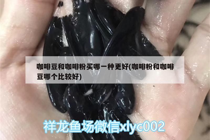 咖啡豆和咖啡粉買(mǎi)哪一種更好(咖啡粉和咖啡豆哪個(gè)比較好) 咖啡豆和咖啡粉買(mǎi)哪一種更好(咖啡粉和咖啡豆哪個(gè)比較好) 馬來(lái)西亞咖啡