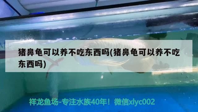 豬鼻龜可以養(yǎng)不吃東西嗎(豬鼻龜可以養(yǎng)不吃東西嗎)