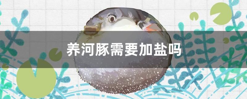 養河豚需要加鹽嗎