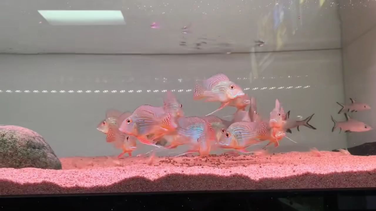 祥龍魚場培育的元寶鳳凰魚