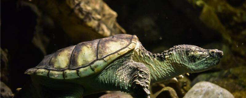 南京市棲霞區港之灣水族店