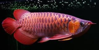 紅龍魚哪里產的最好養殖：紅龍魚最佳養殖產地介紹 紅龍魚哪里產的最好養殖：紅龍魚最佳養殖產地介紹 紅龍魚百科 第2張