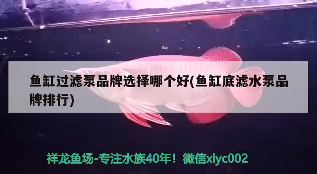 魚缸過濾泵品牌選擇哪個好(魚缸底濾水泵品牌排行) 魚缸過濾泵品牌選擇哪個好(魚缸底濾水泵品牌排行) 可麗愛魚缸