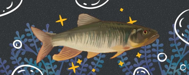 馬口魚好釣嗎馬口魚的釣法 馬口魚好釣嗎馬口魚的釣法 黃金貓魚百科