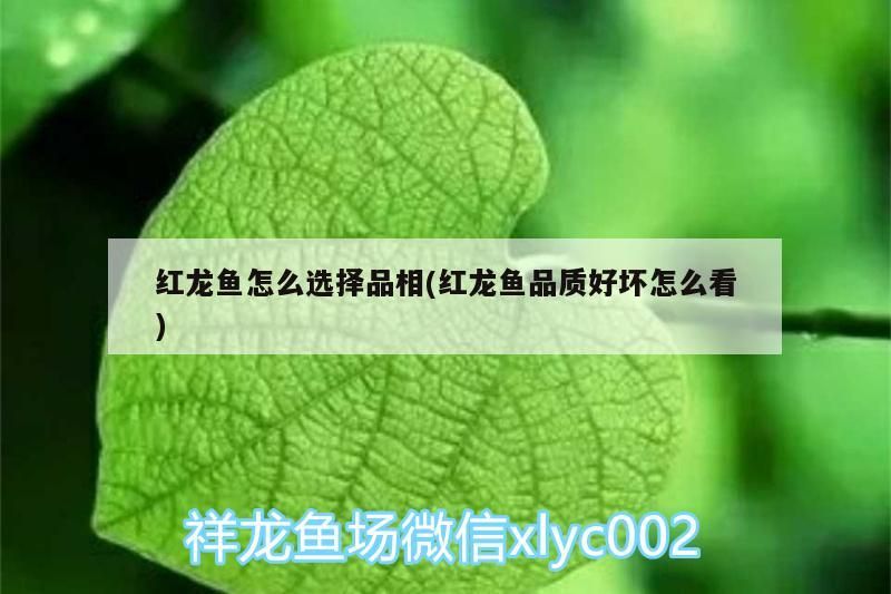 紅龍魚怎么選擇品相(紅龍魚品質好壞怎么看)