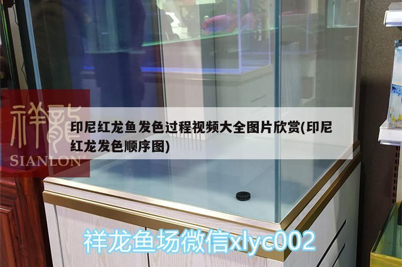 印尼紅龍魚發色過程視頻大全圖片欣賞(印尼紅龍發色順序圖)