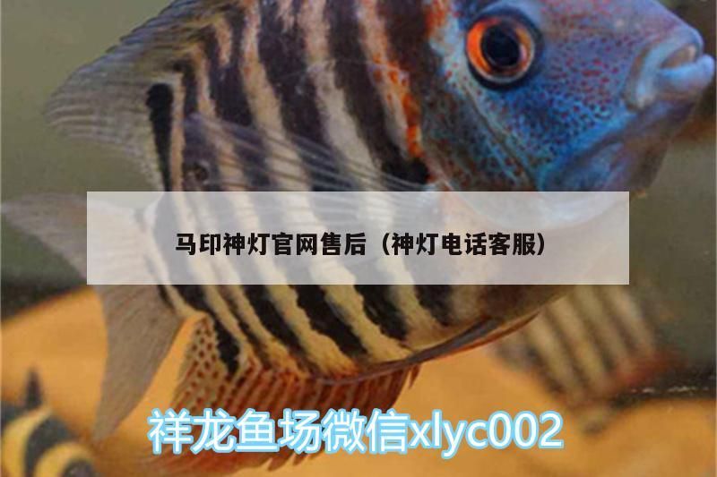 給大魚缸換水的作文:體驗給大魚缸換水的樂趣:體驗給大魚缸換水:給大魚缸換水的作文 馬印神燈官網售后(神燈電話客服) 馬印水族 馬印神燈官網售后(神燈電話客服) 馬印神燈官網售后(神燈電話客服) 馬印水族