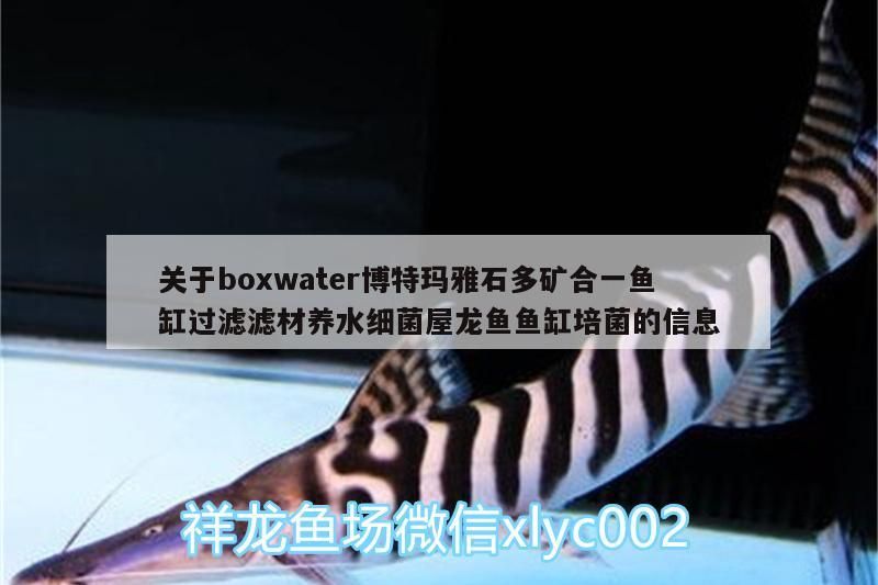 關于boxwater博特瑪雅石多礦合一魚缸過濾濾材養水細菌屋龍魚魚缸培菌的信息