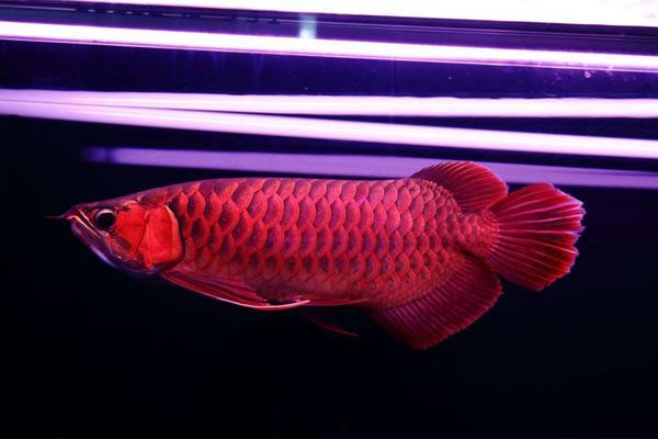 天價紅龍魚500萬：珍稀紅龍魚拍賣價格飆升至500萬