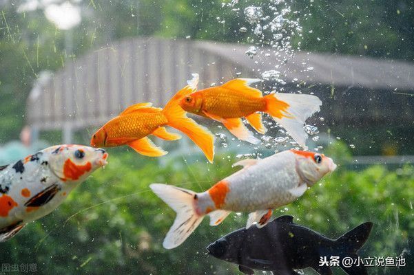 愛唯希魚缸是品牌嗎怎么樣知乎推薦（愛唯希魚缸是品牌嗎怎么樣知乎推薦）