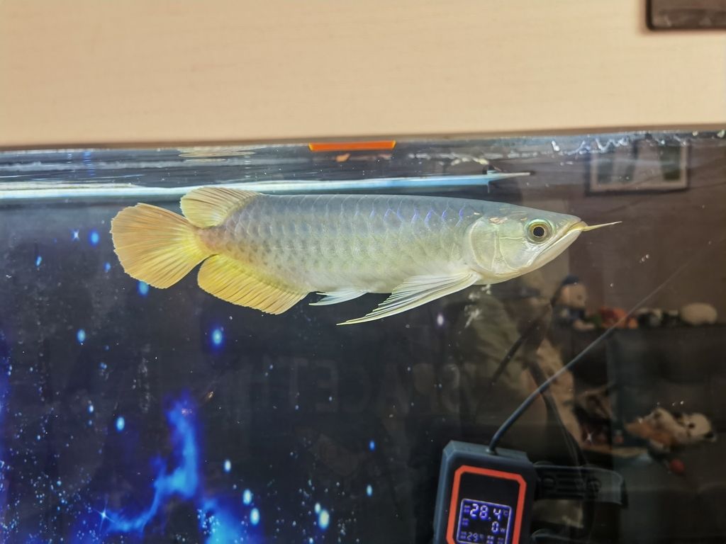 這是綠皮辣椒嗎，算是粗框還是細(xì)框的[yiwen]