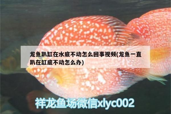 龍魚趴缸底是什么原因怎么治療vs祥龍魚場：如何改善龍魚生活環境，龍魚趴缸底的緊急處理方法