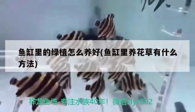 魚缸里的綠植怎么養好(魚缸里養花草有什么方法) 魚缸里的綠植怎么養好(魚缸里養花草有什么方法) 可麗愛魚缸