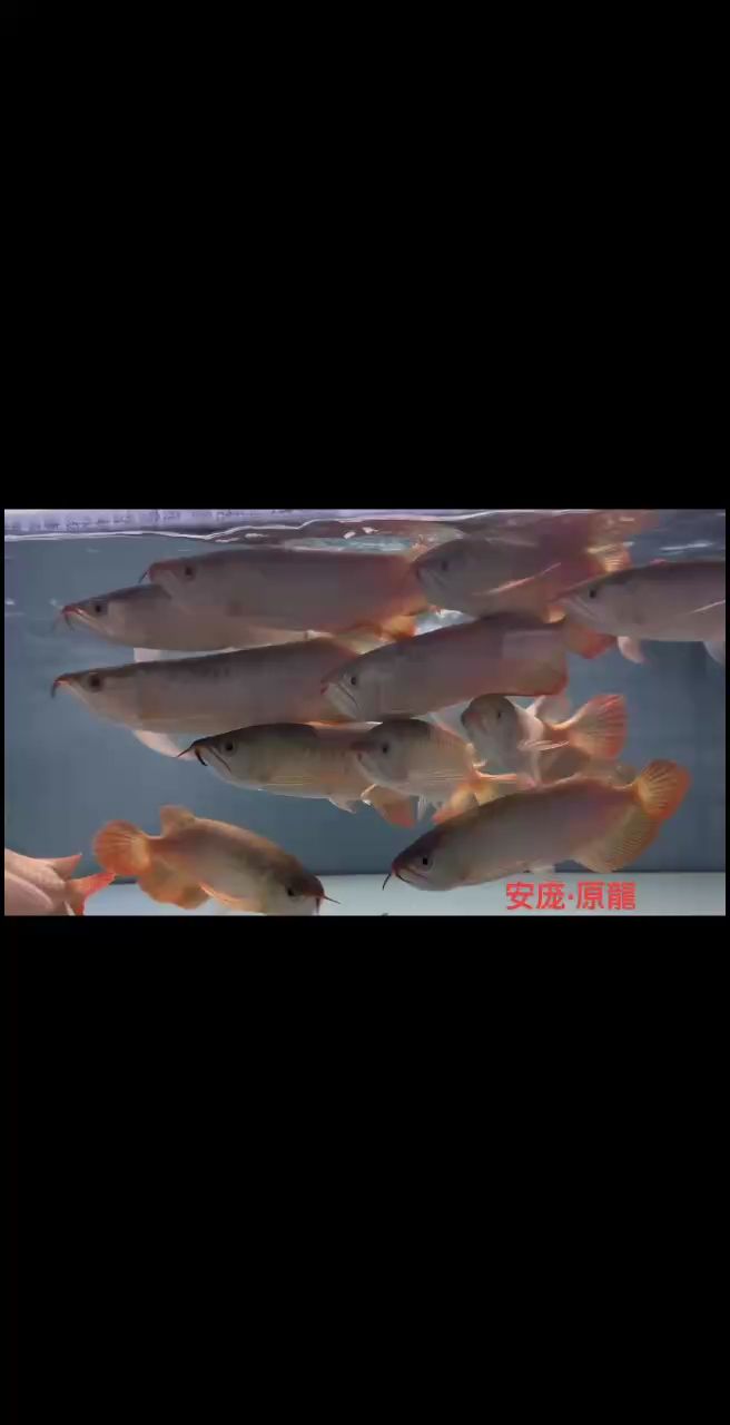 安龐越養(yǎng)越出彩 安龐越養(yǎng)越出彩 龍魚論壇