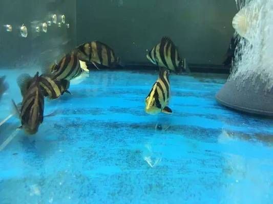 印尼虎魚繁殖周期探究，關于印尼虎魚的繁殖周期的探究