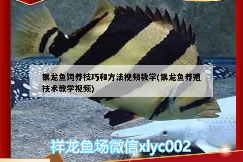 銀龍魚飼養技巧和方法視頻教學(銀龍魚養殖技術教學視頻)