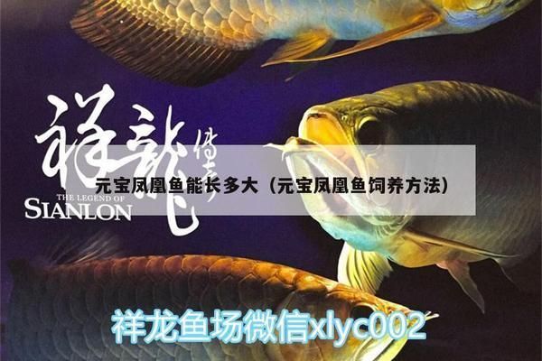 元寶鳳凰魚適宜的光照條件，元寶鳳凰魚光照周期設置,人工光源選哪種養魚好