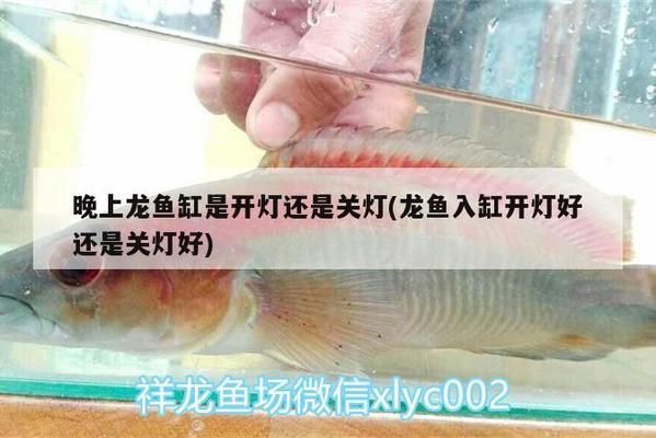 元寶鳳凰魚適宜的光照條件，元寶鳳凰魚光照周期設置,人工光源選哪種養魚好