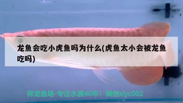 吉印刀鋒能養(yǎng)水草嗎：吉印刀鋒能照出青苔嗎