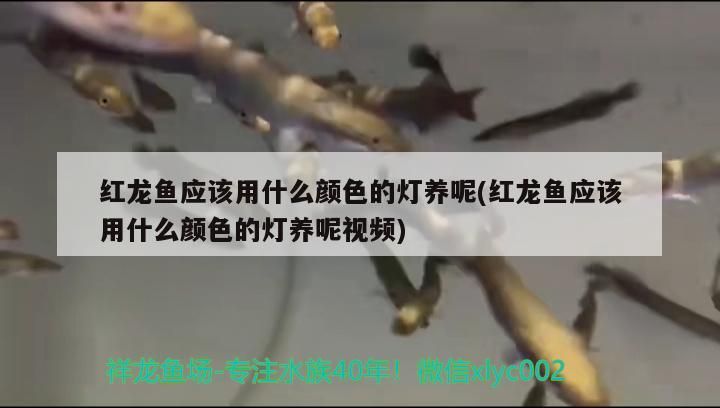 吉印刀鋒能養水草嗎：吉印刀鋒能照出青苔嗎 吉印刀鋒能養水草嗎：吉印刀鋒能照出青苔嗎 吉印水族 第2張