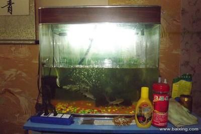 60的魚缸養(yǎng)多大的魚：60厘米的魚缸適合養(yǎng)什么樣的魚？