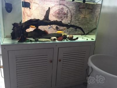 50的魚缸養多大的魚好：50厘米長的魚缸可以養多大魚50的魚缸養多大魚合適