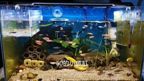 50的魚缸養多大的魚好：50厘米長的魚缸可以養多大魚50的魚缸養多大魚合適