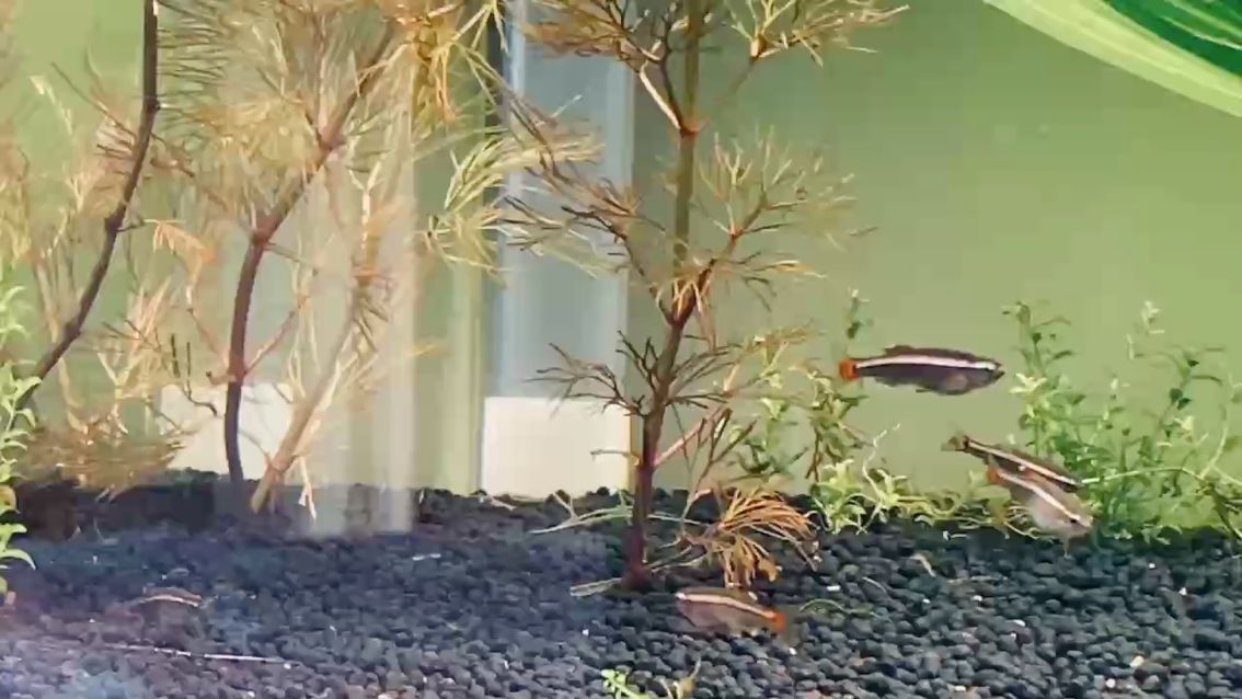 再加個缸