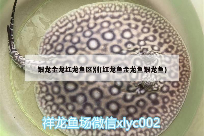 銀龍金龍紅龍魚區別(紅龍魚金龍魚銀龍魚)