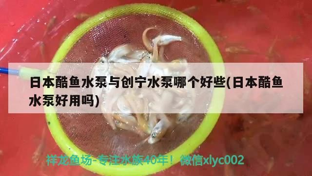 日本酷魚水泵與創寧水泵哪個好些(日本酷魚水泵好用嗎)