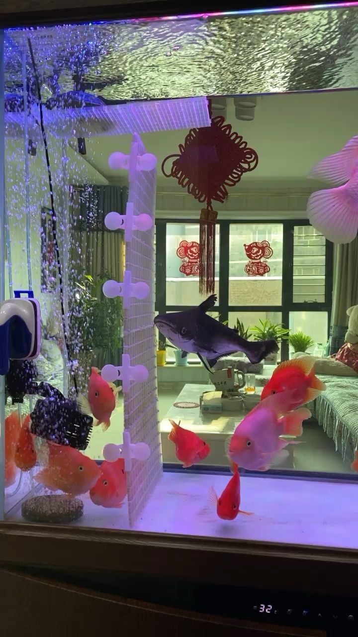 金魚缸裝飾品擺放圖（金魚缸怎樣擺設）