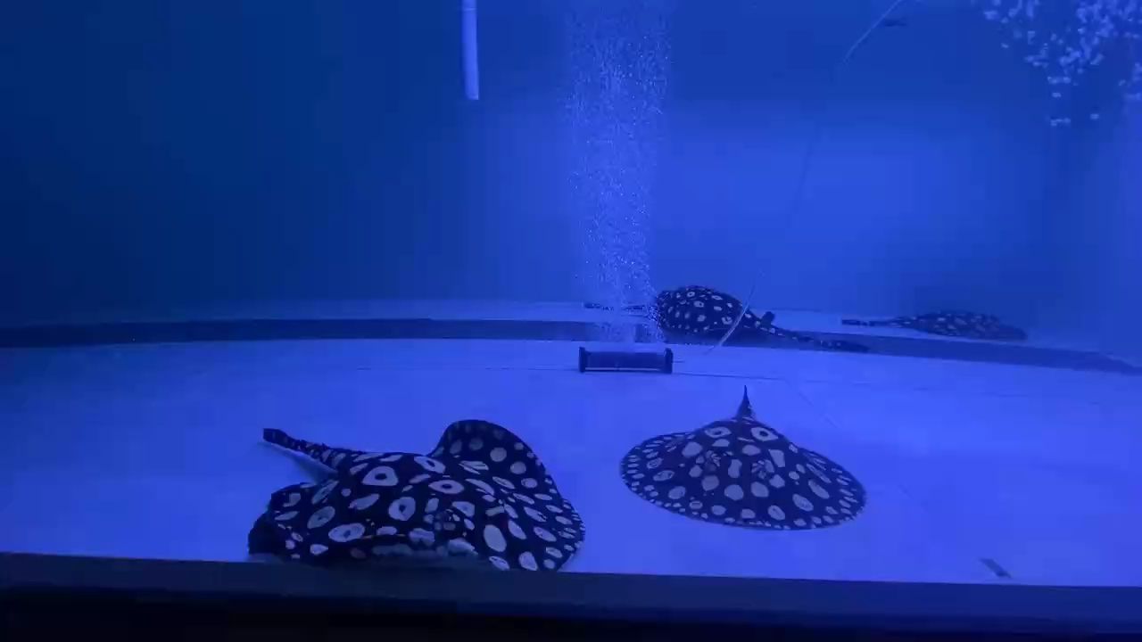 從小養到大的兩條母魚