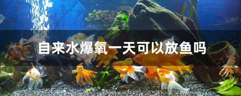 自來水爆氧一天可以放魚嗎
