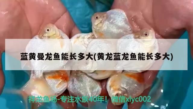 藍(lán)黃曼龍魚能長(zhǎng)多大(黃龍藍(lán)龍魚能長(zhǎng)多大)