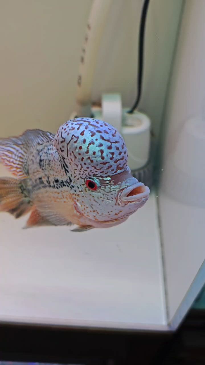 這才是馬騮[qinqin]怒目猴王 這才是馬騮[qinqin]怒目猴王 龍魚論壇