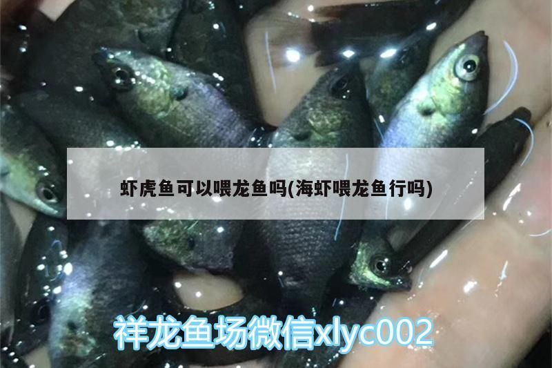 蝦虎魚可以喂龍魚嗎(海蝦喂龍魚行嗎)