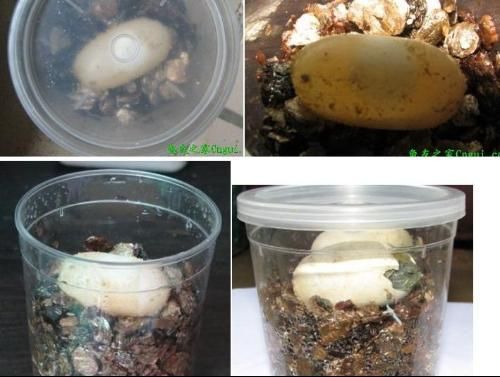 豬鼻龜孵化過程5個步驟：豬鼻龜能人工繁殖出來嗎