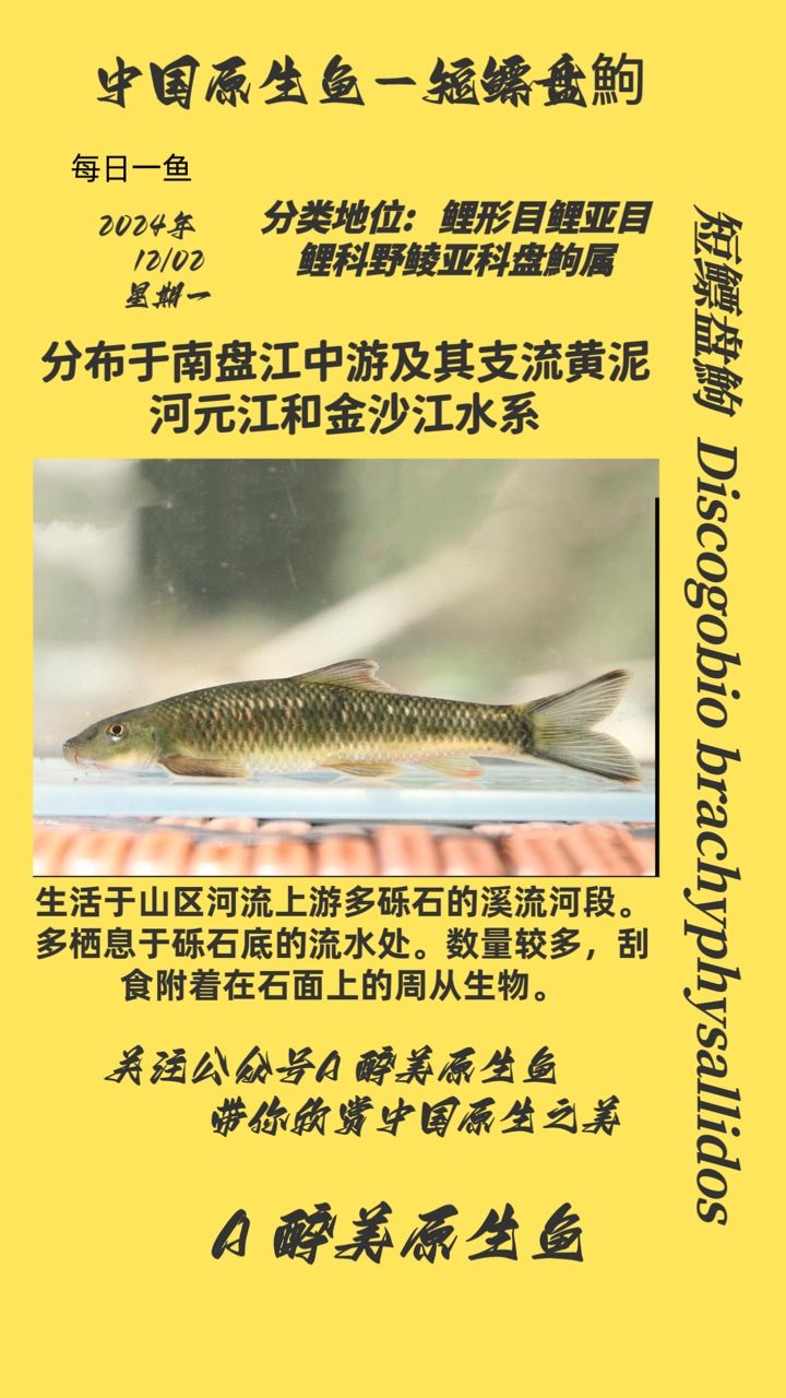 短鰾盤(pán)鮈