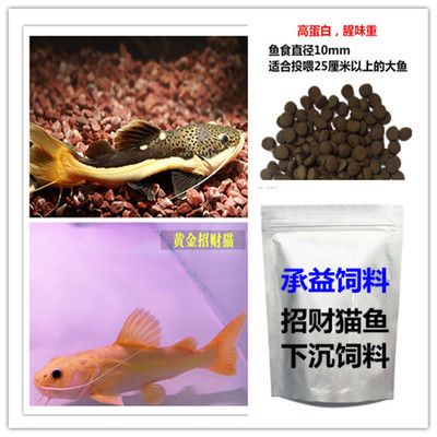 水箱養魚技術與方法，從入門到精通，水箱養魚從入門到精通，技術詳解與實操指南