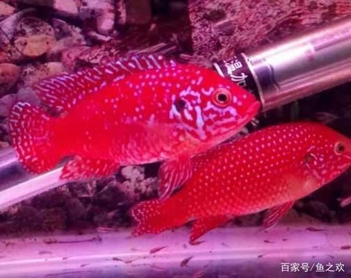 水溫低會導致天使魚死亡嗎？天使魚養殖的關鍵水溫控制指南，天使魚養殖，水溫過低致死的風險與關鍵控溫指南