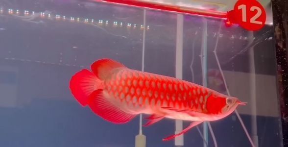龍魚吃什么活魚好vs祥龍魚場：祥龍魚場的龍魚飼料與活餌對比，如何挑選健康的活餌