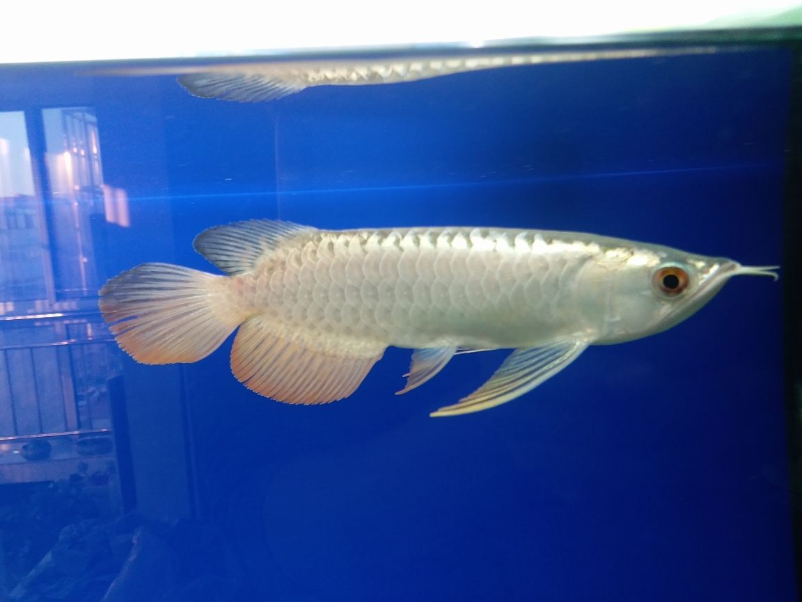 魚缸水怎么清空濾芯視頻教程（你遇到的渣女有多渣）