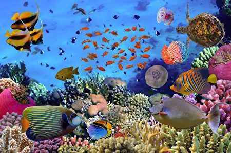 水族館又叫什么（青島水族館是一個多功能的機構）