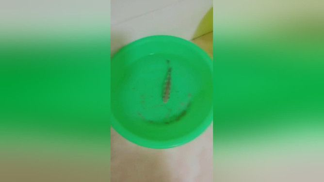 水深一米一畝能養多少斤魚？科學養殖密度解析，一畝水深一米能養多少斤魚？科學計算養殖密度與產量