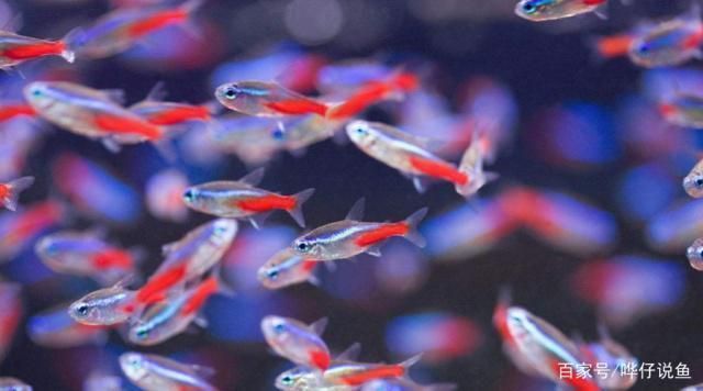 混養黃金貓魚的疾病預防（如何預防黃金貓魚的疾病？）