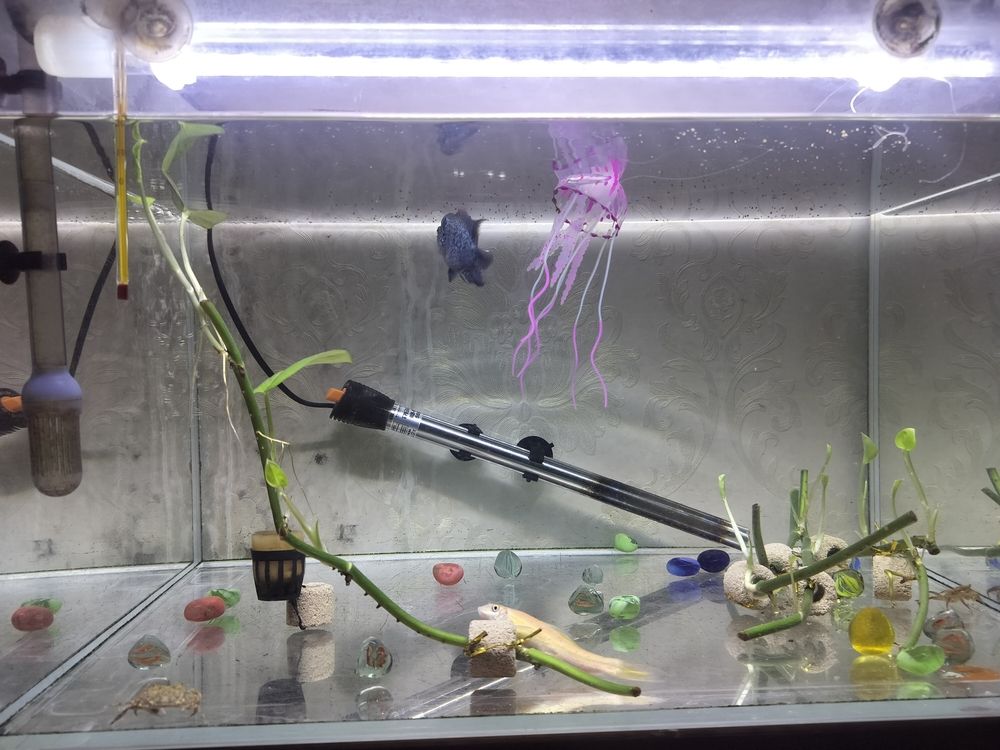 過背金龍爬背期間需要哪些營養，過背金龍爬背期多久喂一次