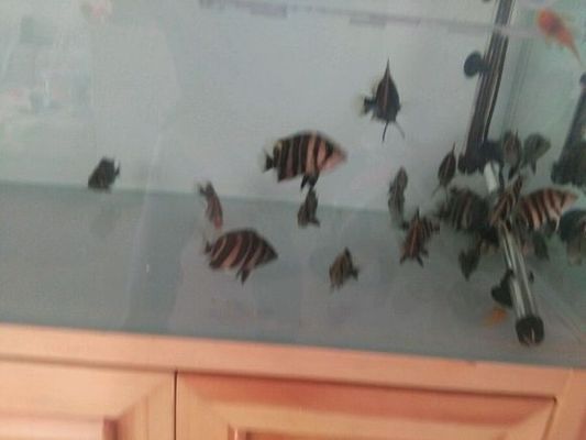 虎魚一三一四紋身圖片：虎魚一三一四紋身圖片怎么找